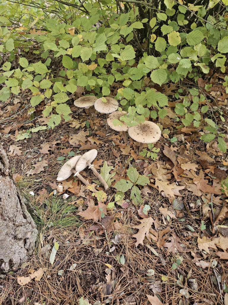 Center Parcs De Kempervennen