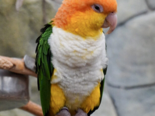 Berkenhof 's Tropical Zoo