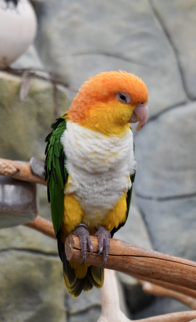 Berkenhof 's Tropical Zoo