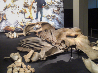 Naturkundemuseum Berlin