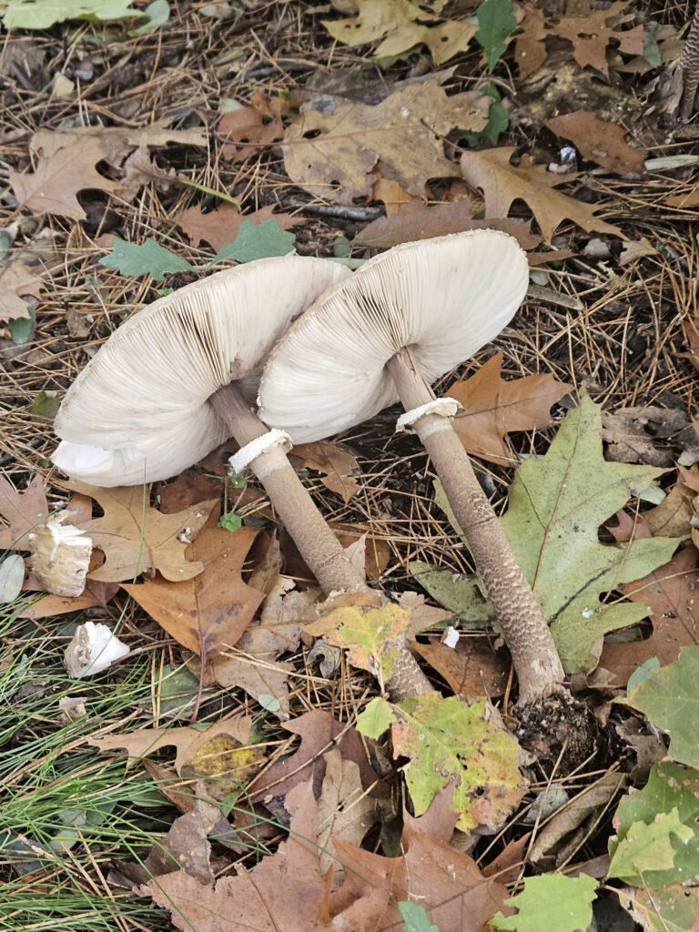 Center Parcs De Kempervennen