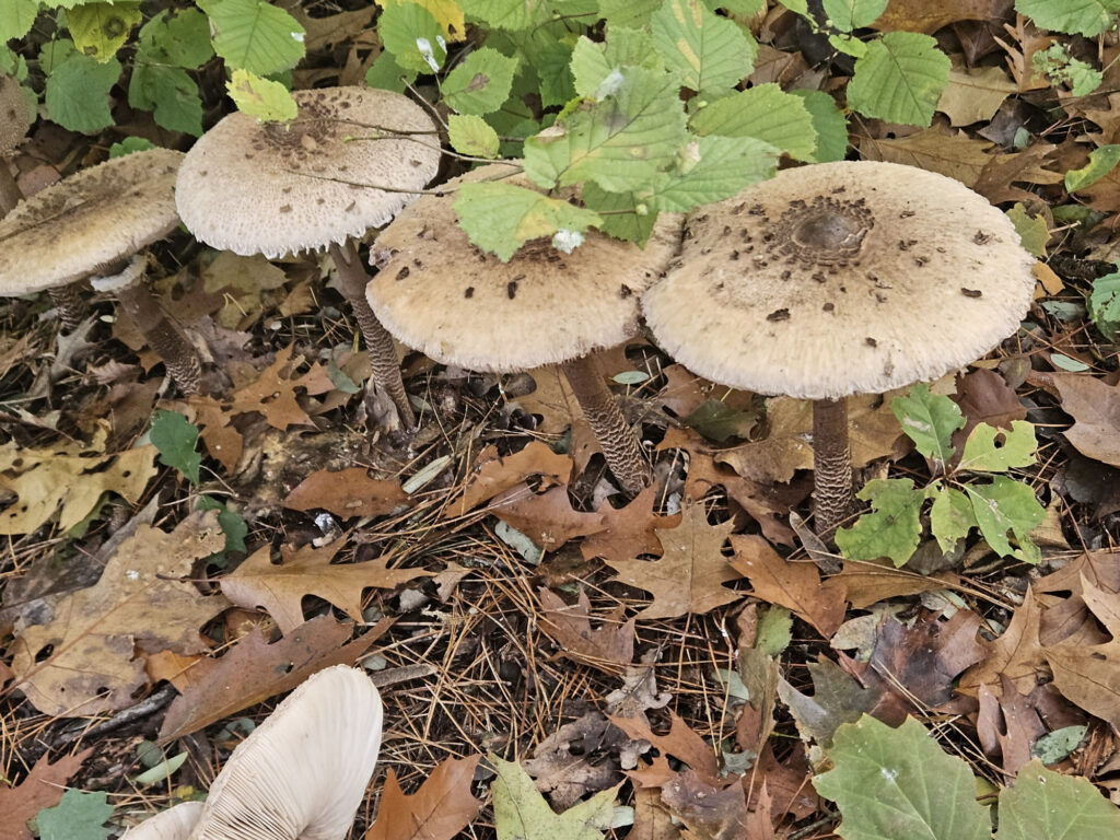 Center Parcs De Kempervennen