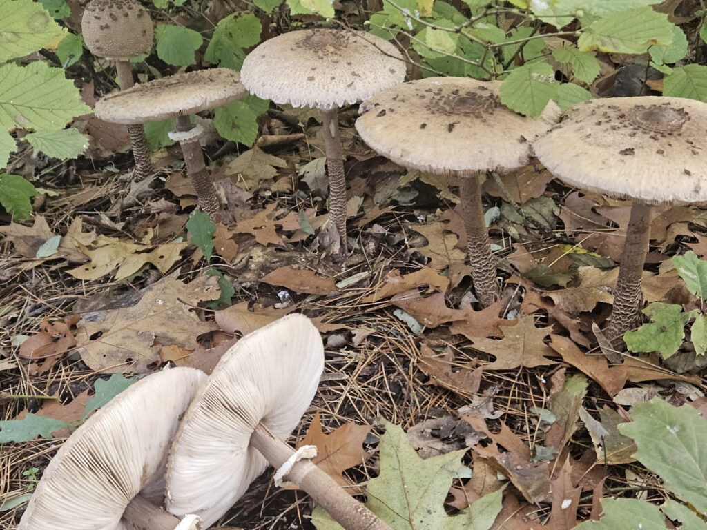 Center Parcs De Kempervennen