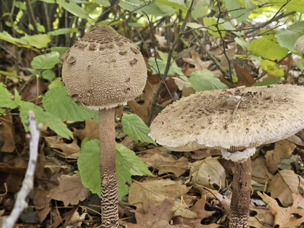 Center Parcs De Kempervennen