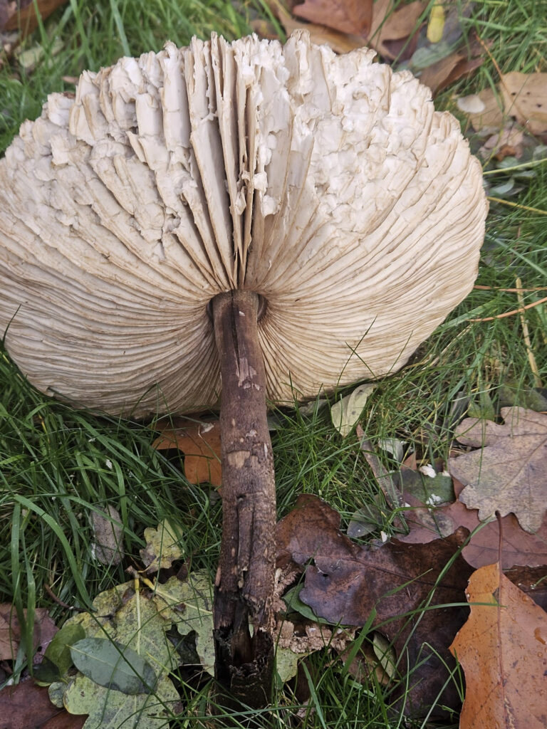 Center Parcs De Kempervennen