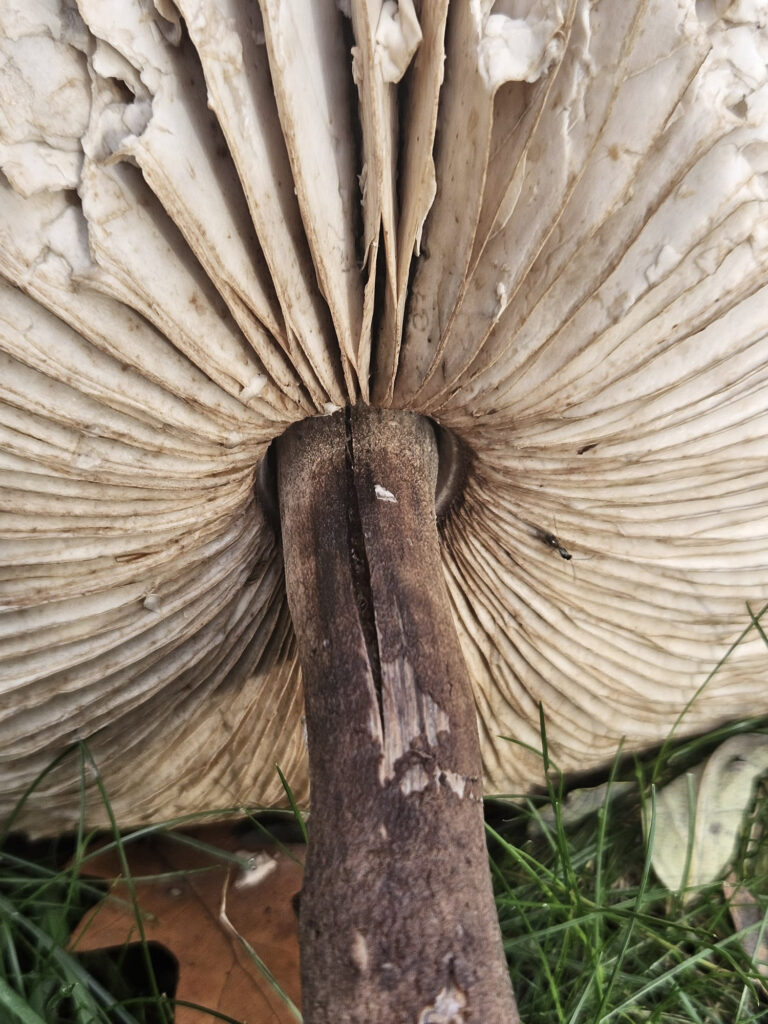 Center Parcs De Kempervennen