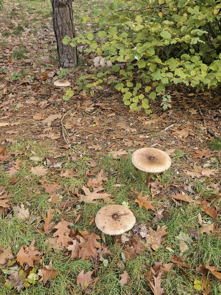 Center Parcs De Kempervennen