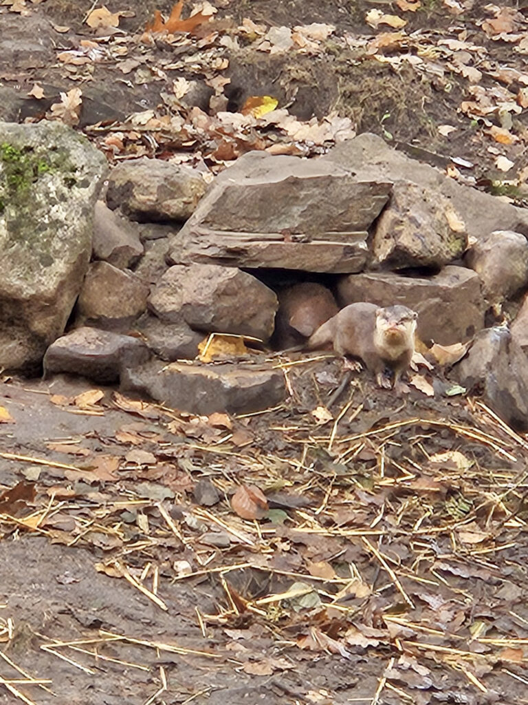 Center Parcs De Kempervennen