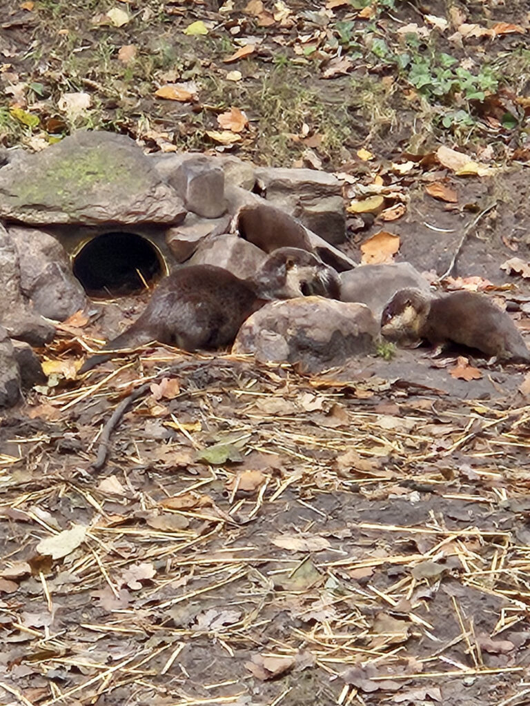 Center Parcs De Kempervennen