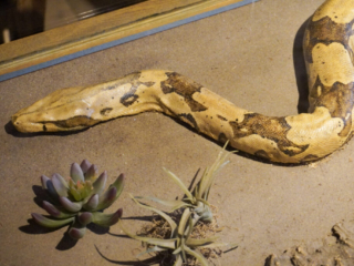 Berkenhof 's Tropical Zoo