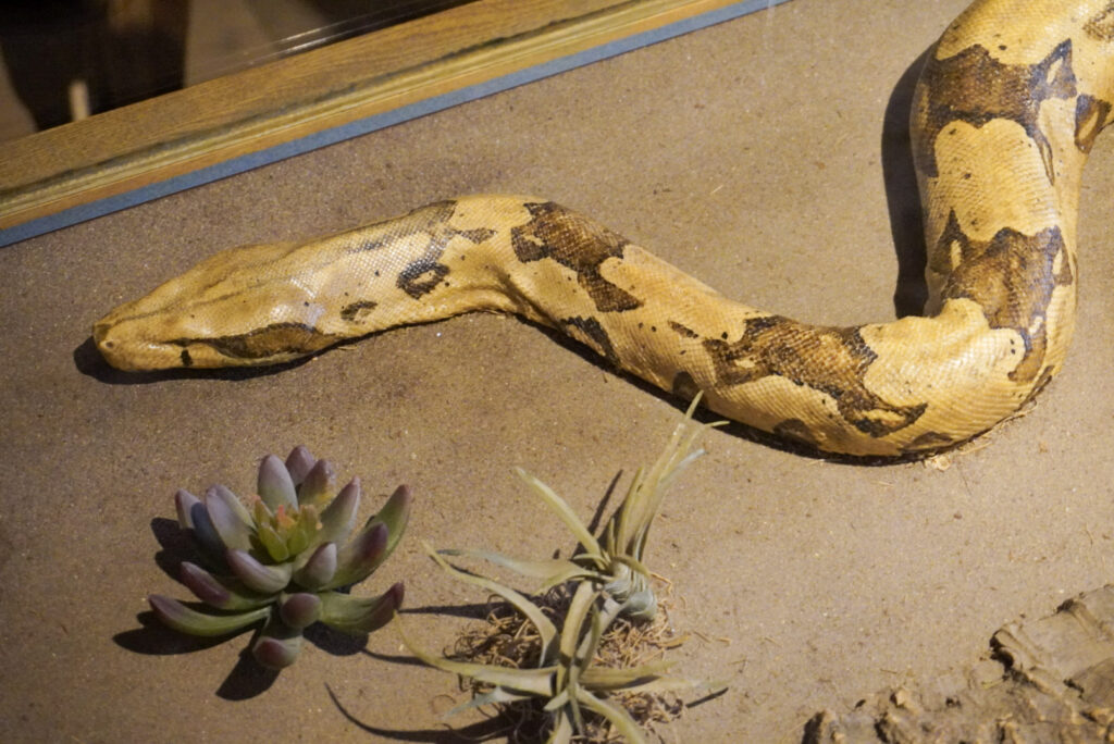 Berkenhof 's Tropical Zoo