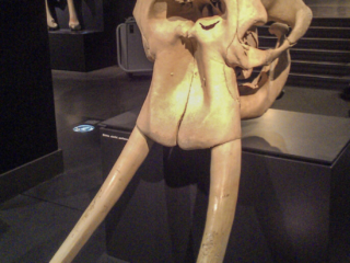 Naturkundemuseum Berlin