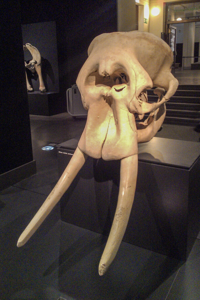 Naturkundemuseum Berlin