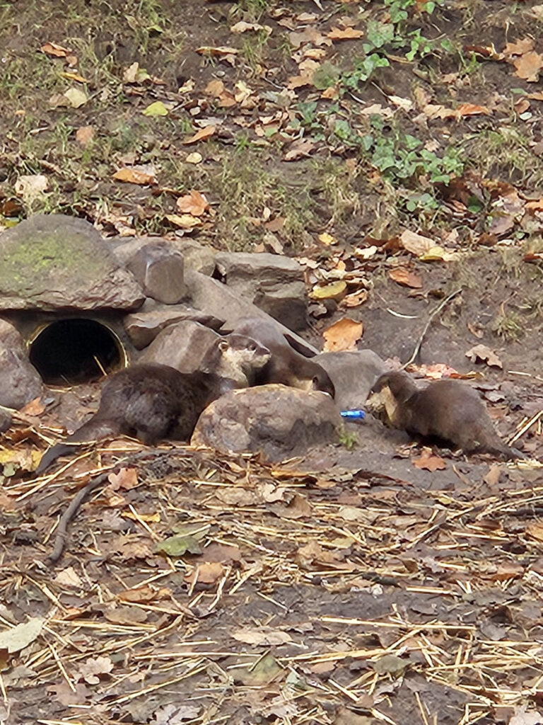 Center Parcs De Kempervennen