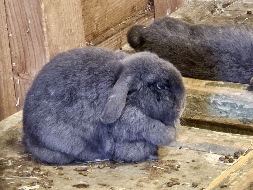 Center Parcs De Kempervennen