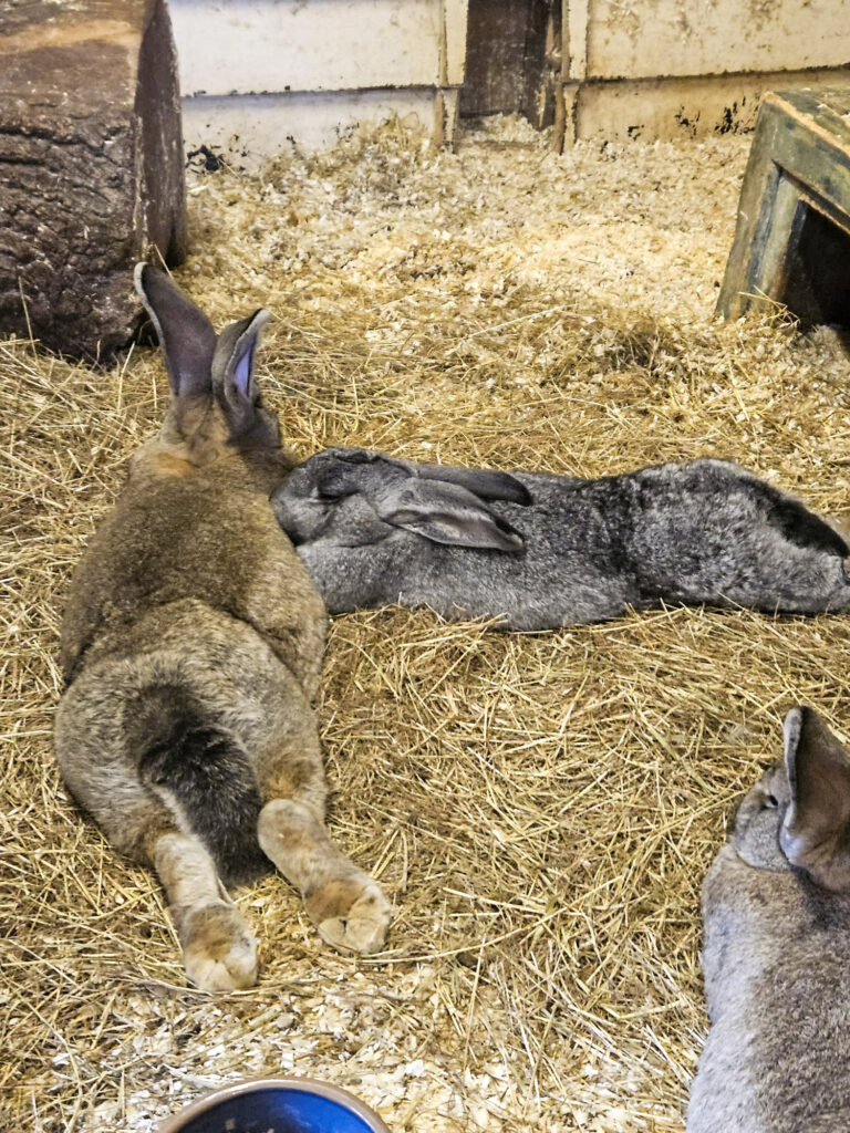 Center Parcs De Kempervennen