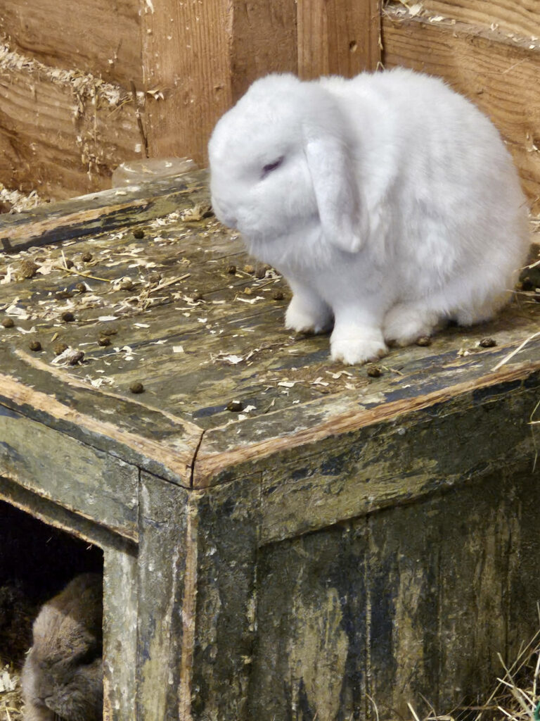 Center Parcs De Kempervennen