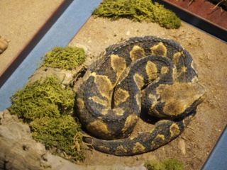 Berkenhof 's Tropical Zoo