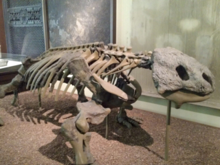 Naturkundemuseum Berlin