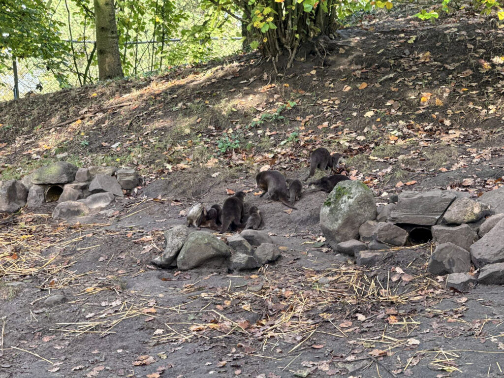 Center Parcs De Kempervennen