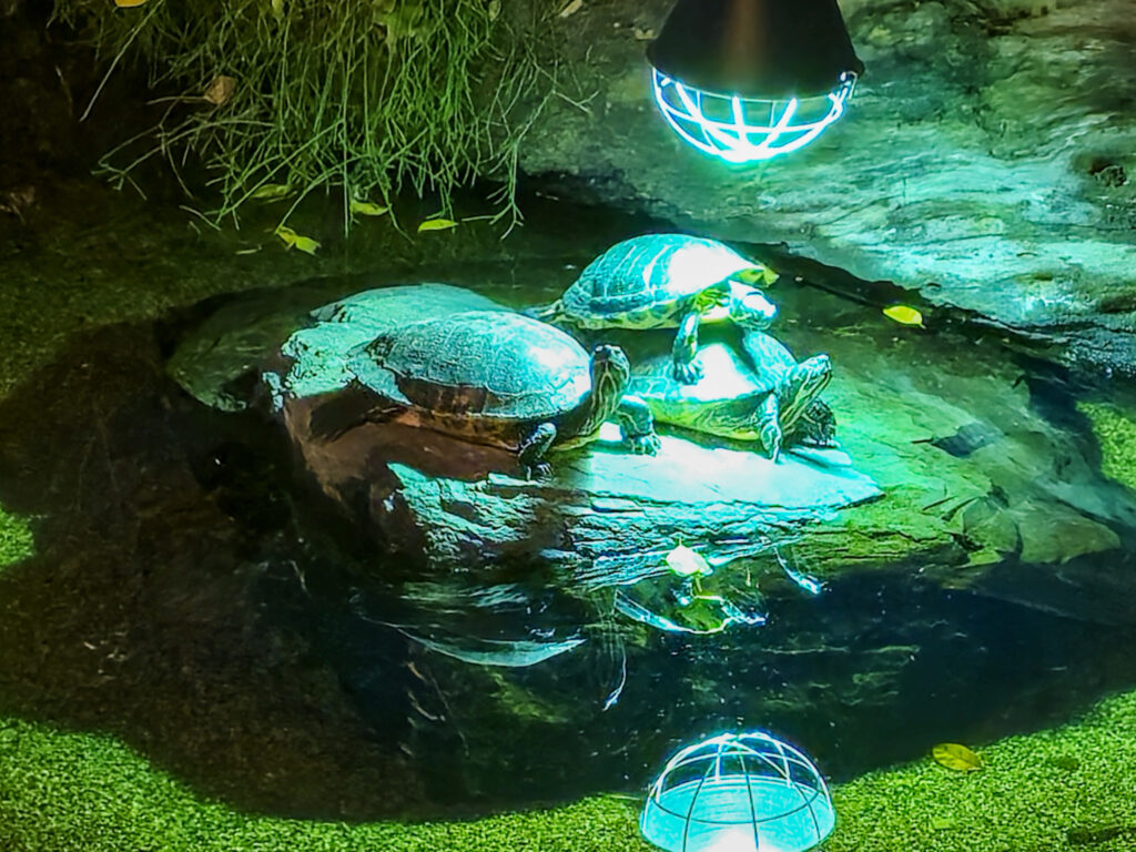 Center Parcs De Kempervennen