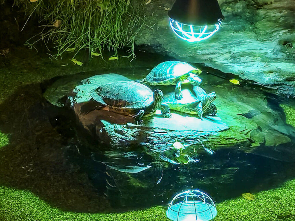 Center Parcs De Kempervennen