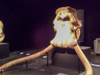Naturkundemuseum Berlin