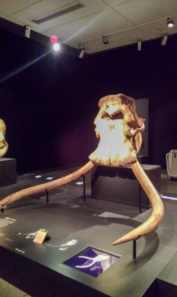 Naturkundemuseum Berlin