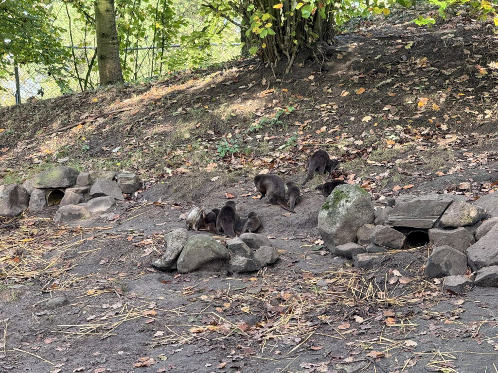 Center Parcs De Kempervennen