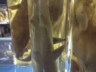 Naturkundemuseum Berlin