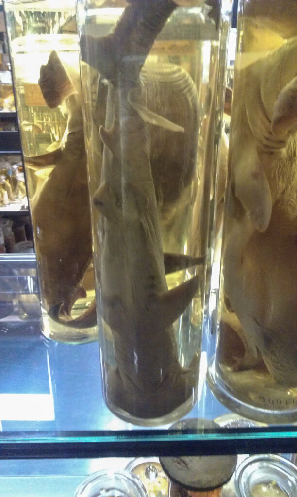 Naturkundemuseum Berlin