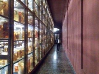 Naturkundemuseum Berlin