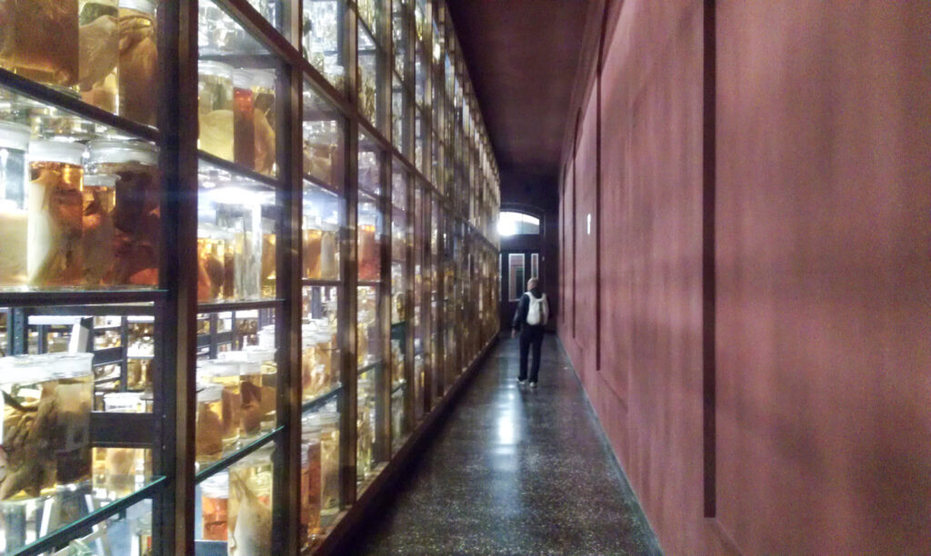 Naturkundemuseum Berlin