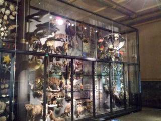 Naturkundemuseum Berlin