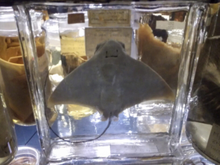 Naturkundemuseum Berlin