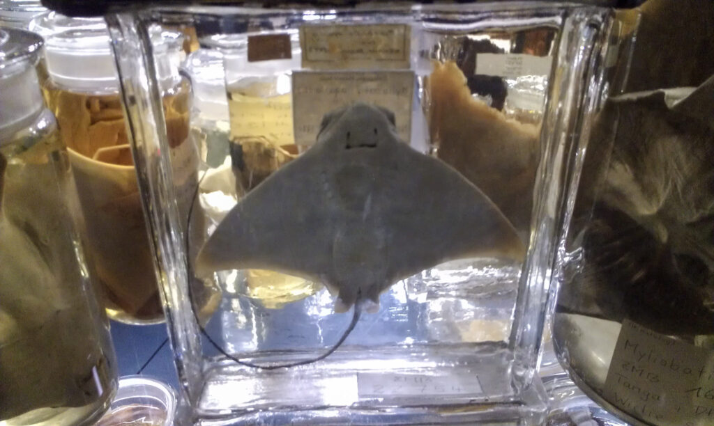 Naturkundemuseum Berlin