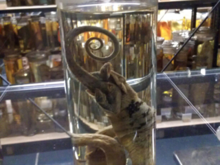 Naturkundemuseum Berlin