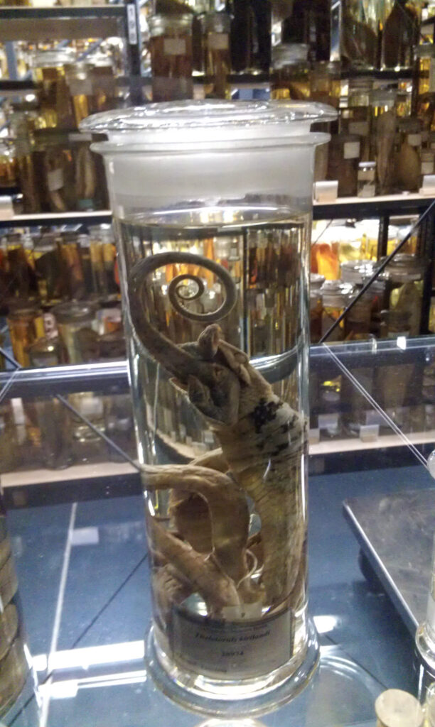 Naturkundemuseum Berlin