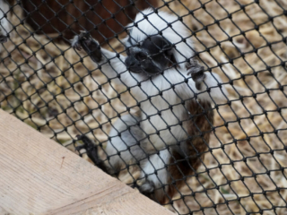 Berkenhof 's Tropical Zoo