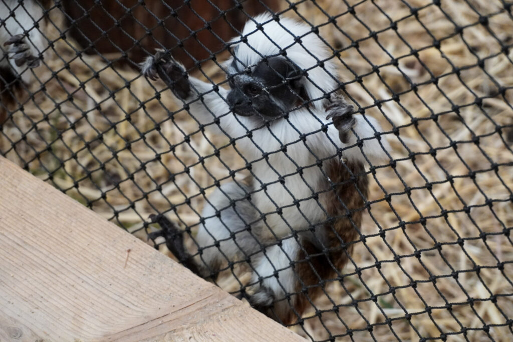 Berkenhof 's Tropical Zoo