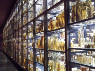 Naturkundemuseum Berlin