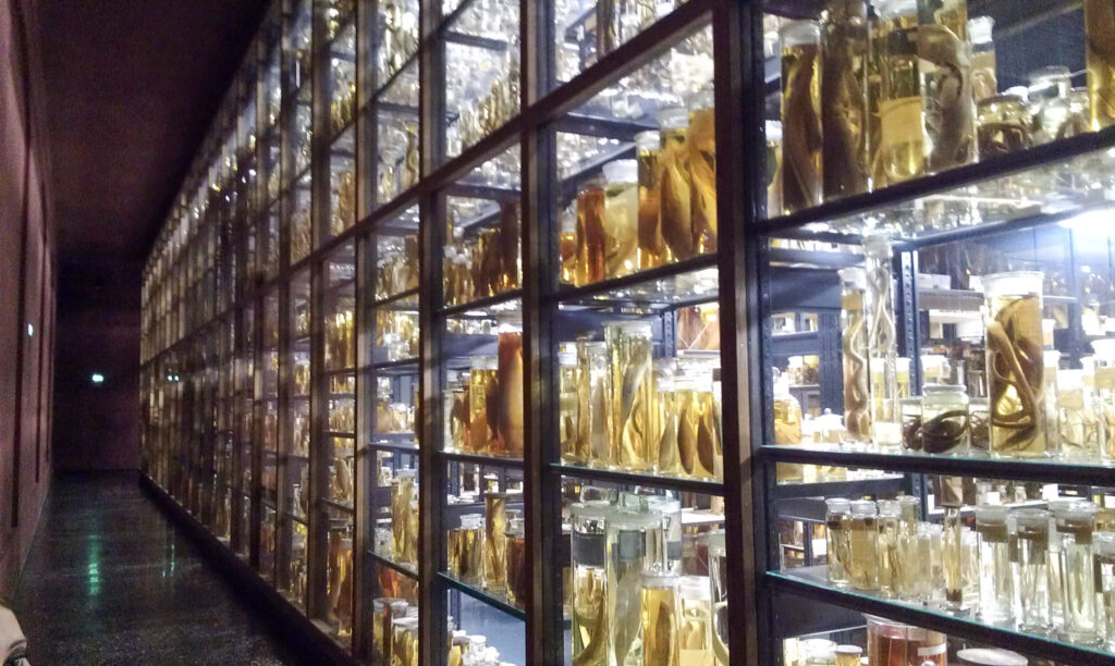 Naturkundemuseum Berlin