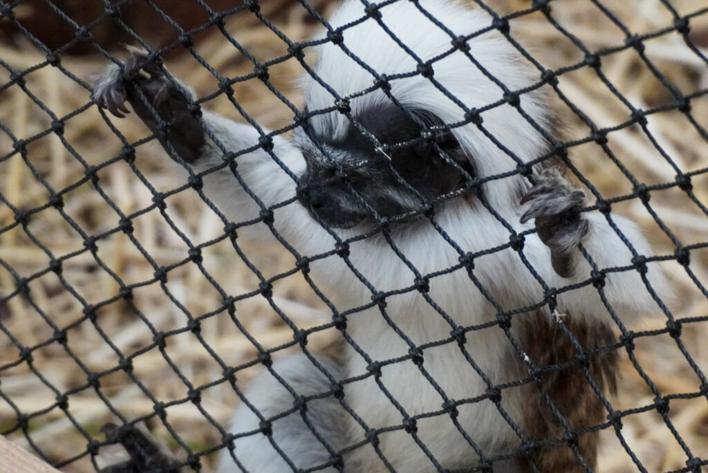 Berkenhof 's Tropical Zoo