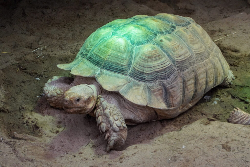 Berkenhof 's Tropical Zoo