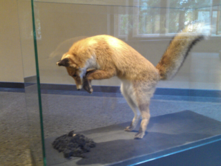 Naturkundemuseum Berlin