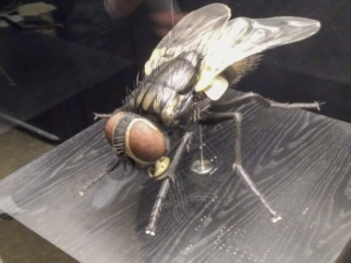 Naturkundemuseum Berlin