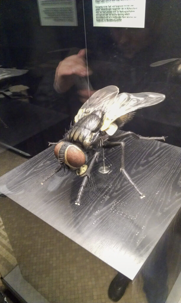 Naturkundemuseum Berlin