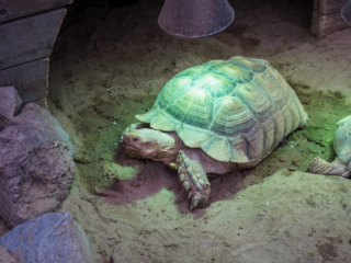 Berkenhof 's Tropical Zoo