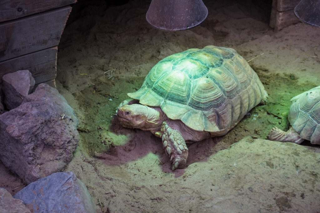Berkenhof 's Tropical Zoo