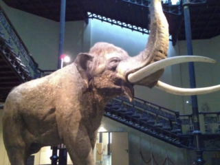 Naturkundemuseum Berlin